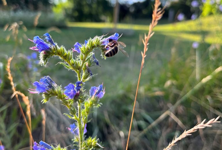 Natur im Siedlungsraum